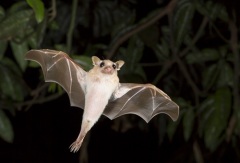Размером с человека: жуткое фото гигантской летучей мыши пугает людей в соцсетях (фото)