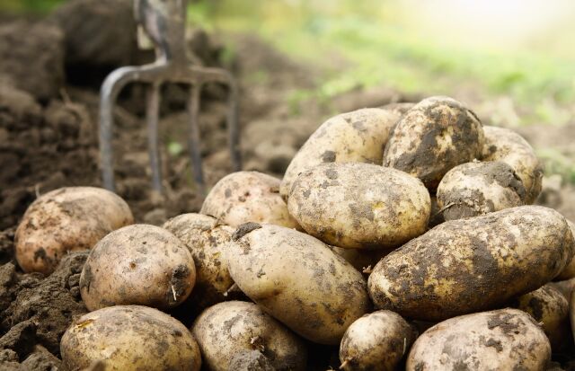 Международный день картофеля