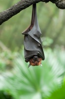 Сегодня многие виды летучих мышей находятся на грани исчезновения (Фото: anshu18, по лицензии Shutterstock.com)